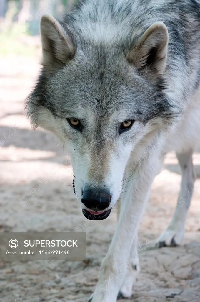 North American timber wolf at the Wolf Science Centre in Ernstbrunn in Austria