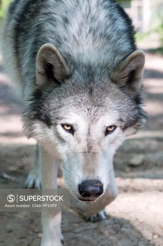 North American timber wolf at the Wolf Science Centre in Ernstbrunn in Austria