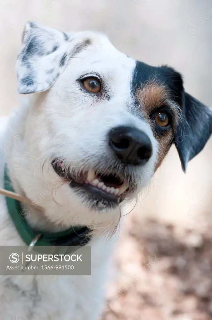 Mongrel domestic pet dog, Canis lupus familiaris - Oskar  Portrait