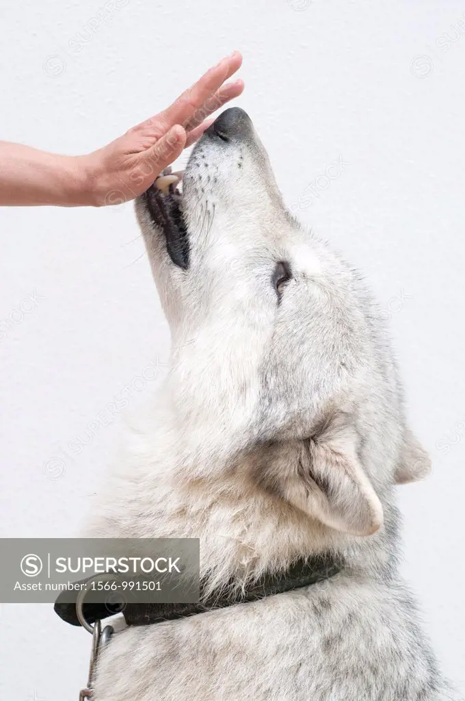 Hand reared North american timber wolf with animal trainer Rita Takacs at the Wolf Science Centre in Ernstbrunn in Austria  Strict safety procedures m...
