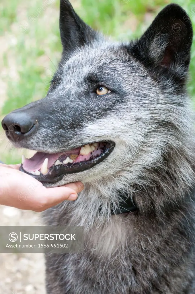 North American timber wolf and human hand at the Wolf Science Centre in Ernstbrunn in Austria  This black furred variant of the wolf eventually turns ...