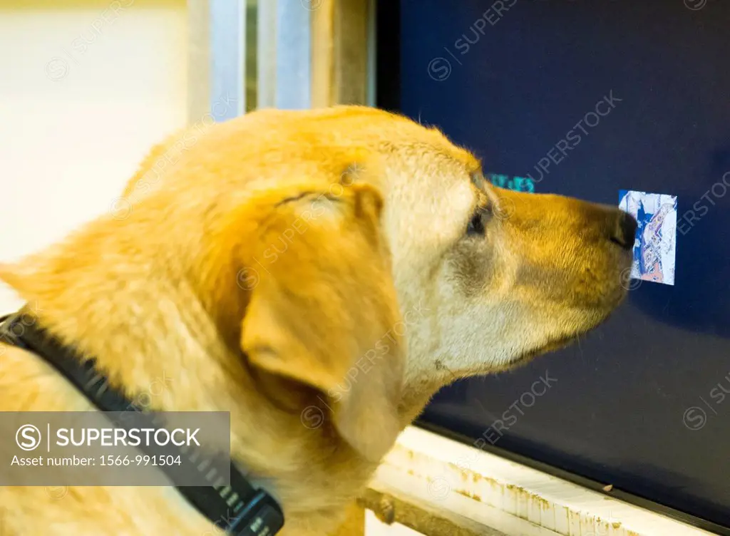 Hand reared domestic dog is part of the experiments at the Wolf Science Centre in Ernstbrunn, Austria  These rescue animals come from a Hungarian cent...