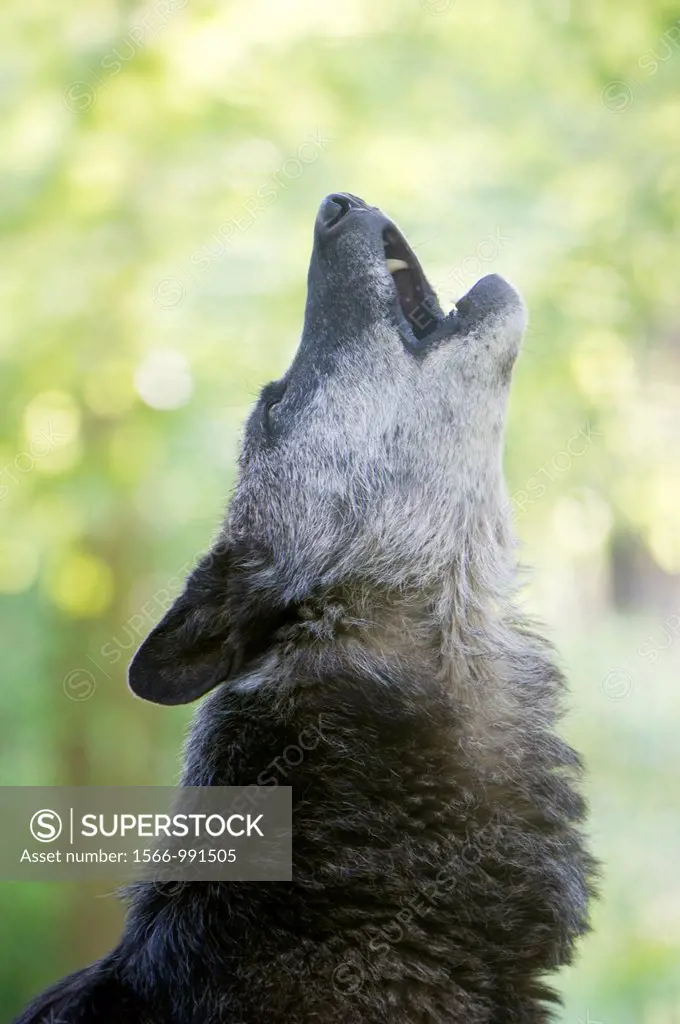 North American timber wolf howling at the Wolf Science Centre in Ernstbrunn in Austria  Wolves howl to communicate between packs , indicate boundaries...