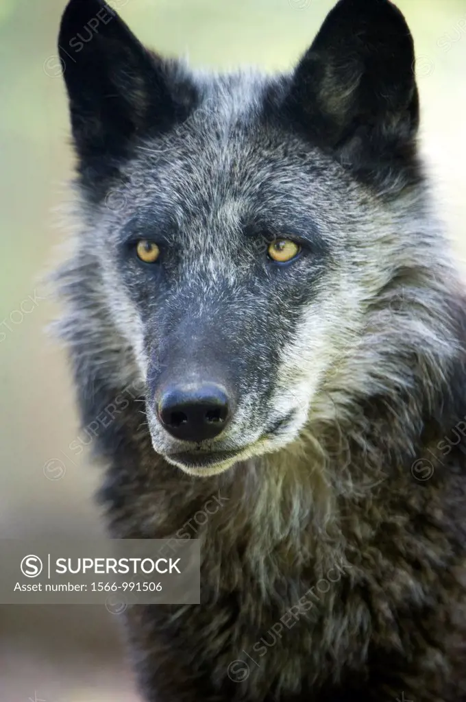 North American timber wolf at the Wolf Science Centre in Ernstbrunn in Austria  This black furred variant of the wolf eventually turns grey over 7-9 y...