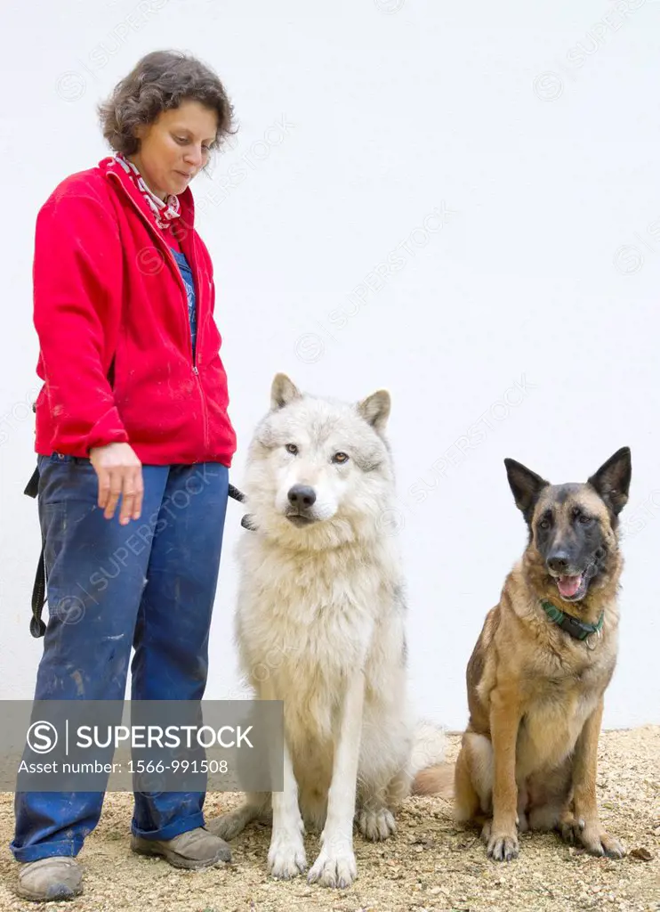 Animal behavioural scientist Zsofia Viranyi, with one of the wolves that she hand reared for her research, , seated next to a Herman shepherd/Malamois...