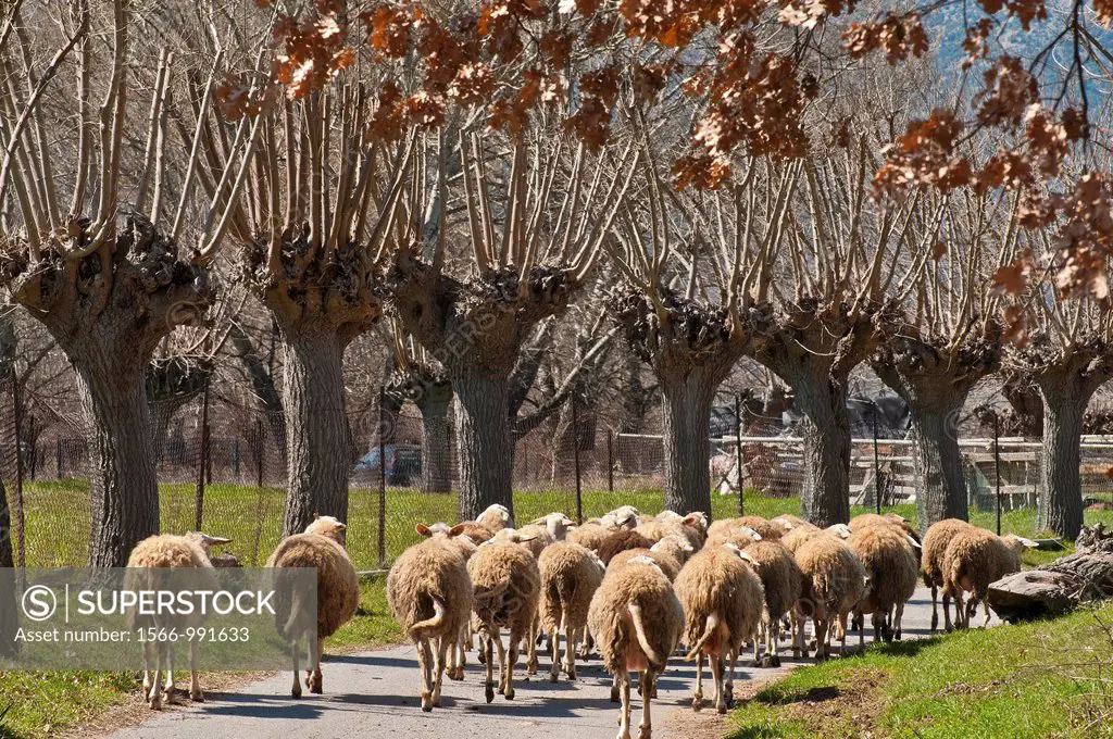 Sheep on the road in Mantineia, near Tripoli, Southern Arcadia, Peloponnese, Greece