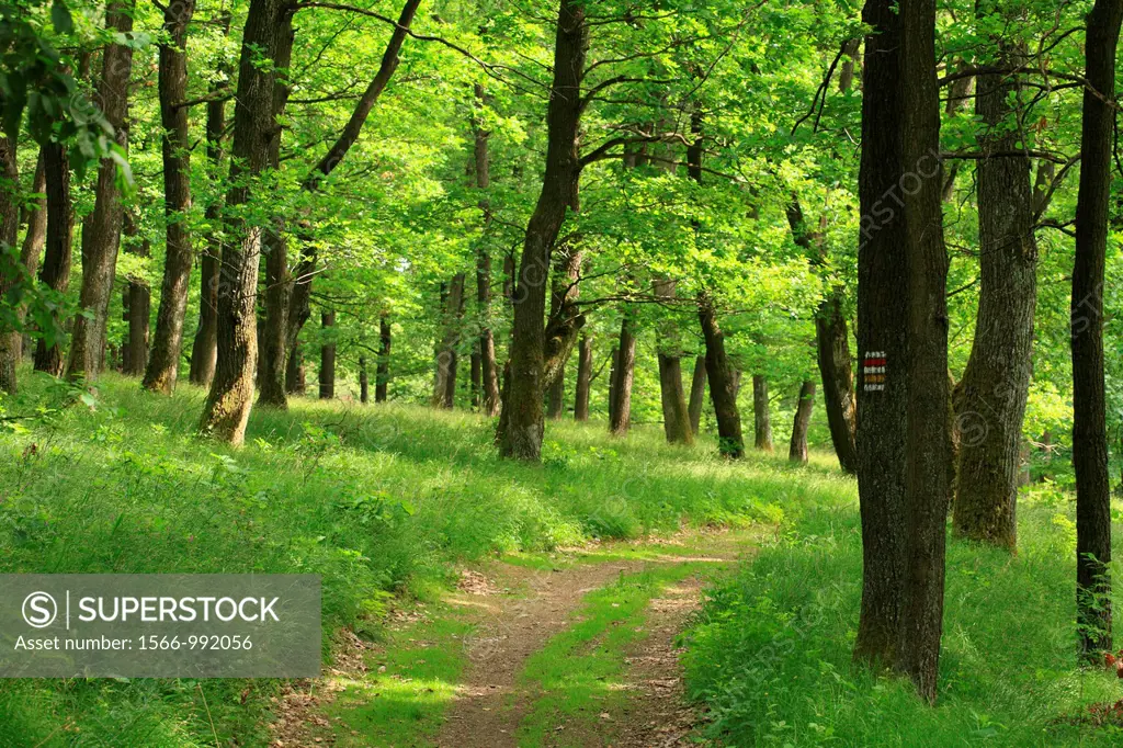 The hiking trail through the Sessile Oak´s forest Quercus petraea, Male Karpaty, Slovakia