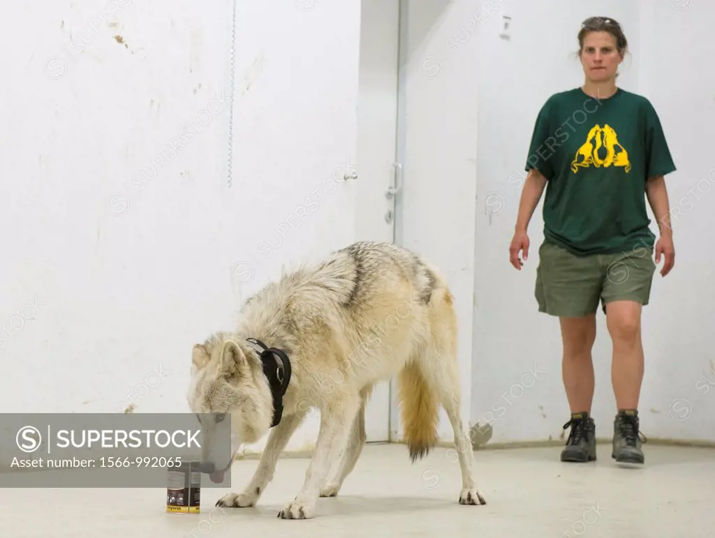 North American timber wolf at the Wolf Science Centre in Ernstbrunn in Austria  This institute is trying to separate the differences between wolves an...