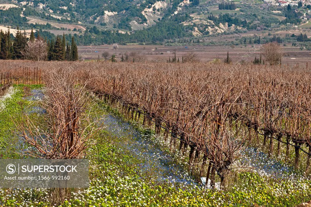 Carpets of wild flowers under the grape vines just before pruning in springtime, Nemea, Korinthia, Peloponnese, Greece