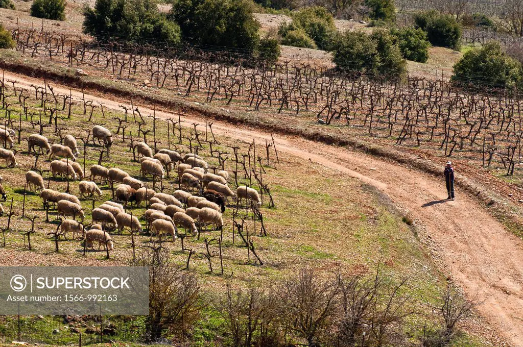 Sheep grazing amongst the grape vines, Nemea, Korinthia, Peloponnese, Greece