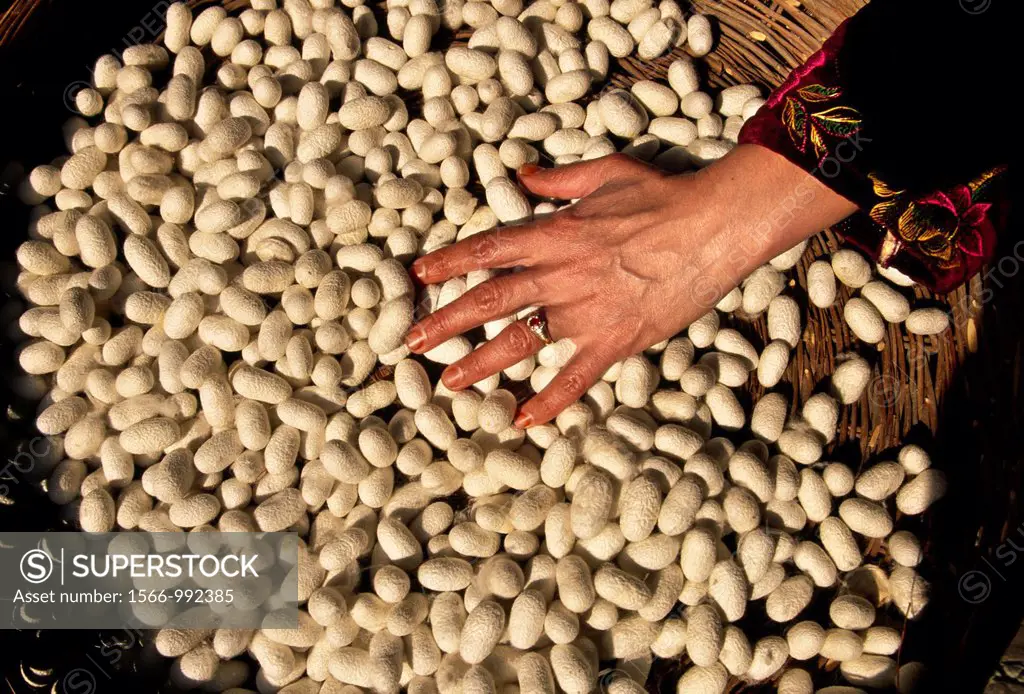 Silkworm cocoon , silk production Bukhara,Silk Road, Uzbekistan, Central Asia.