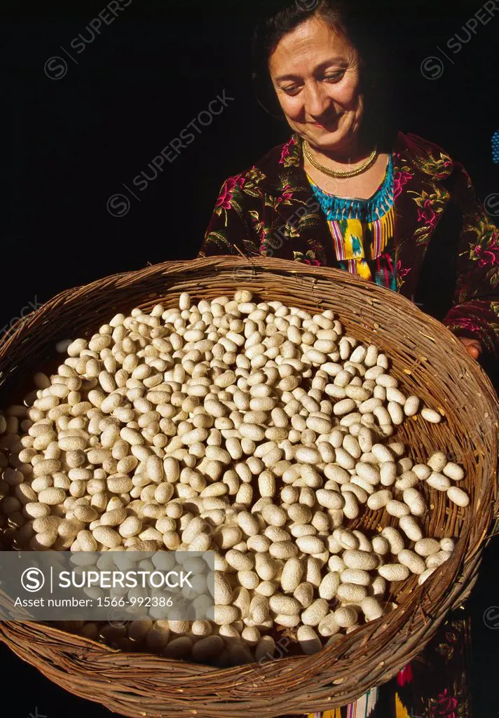 Silkworm cocoon , silk production Bukhara,Silk Road, Uzbekistan, Central Asia.