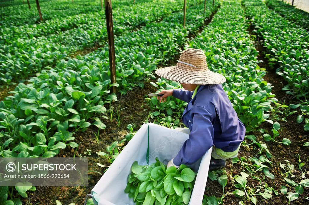 Farmers harvesting rich vegetation in Johor, Malaysia