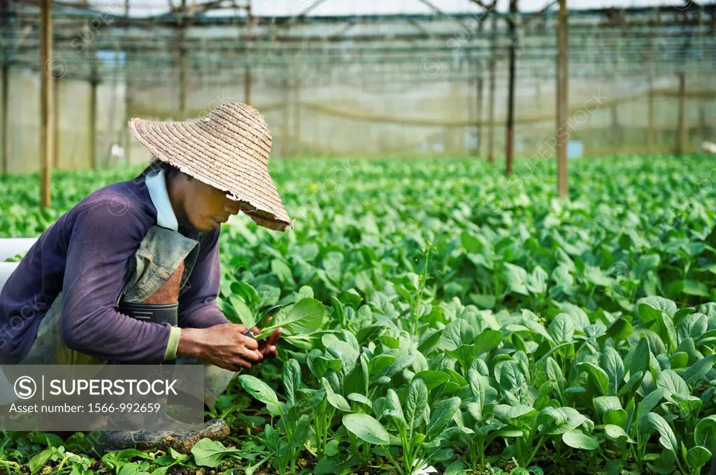 Farmers harvesting rich vegetation in Johor, Malaysia