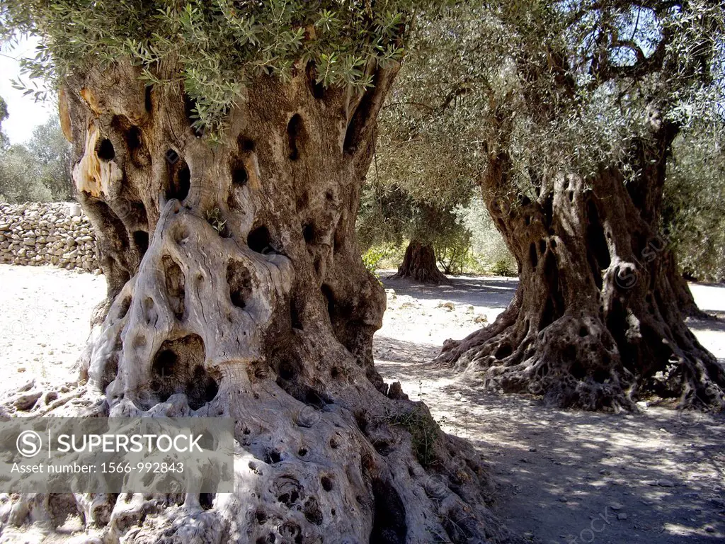 Ancient olive tree trunks in summer in Crete, Greece
