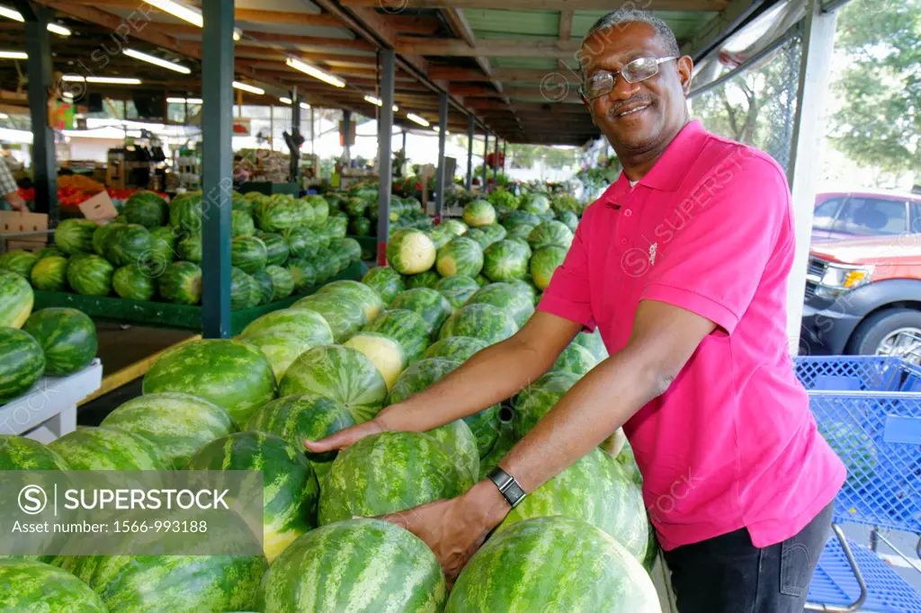 Florida, Dover, Brandon Farms Market, locally grown produce, for sale, business, sweet seedless watermelons, Black, man, smiling, selecting,