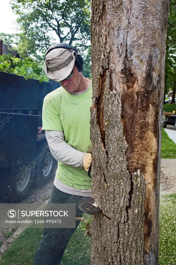 Detroit, Michigan - Removing a green ash tree that had been killed the the emerald ash borer  The ash borer is an invasive species which threatens to ...