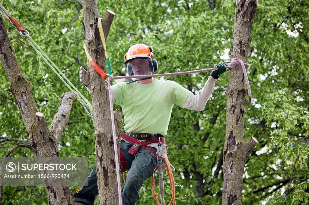 Detroit, Michigan - Removing a green ash tree that had been killed the the emerald ash borer  The ash borer is an invasive species which threatens to ...