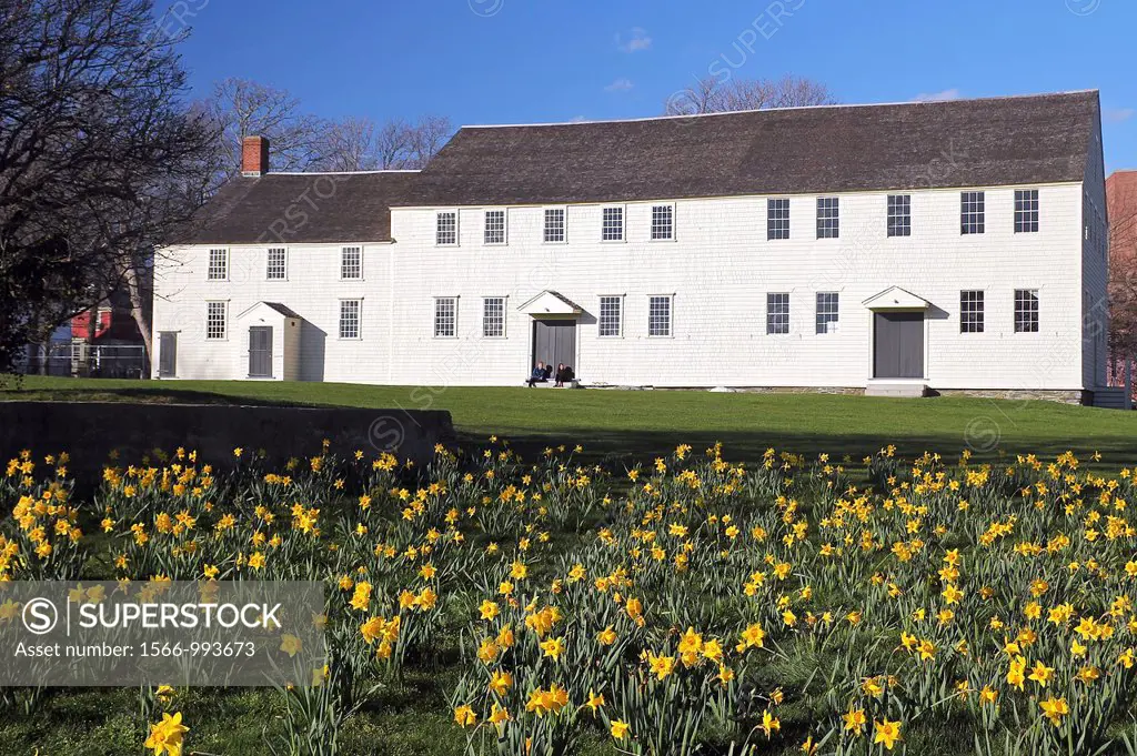 Daffodils in front of Great Friends Meeting House built 1699  Newport, Rhode Island
