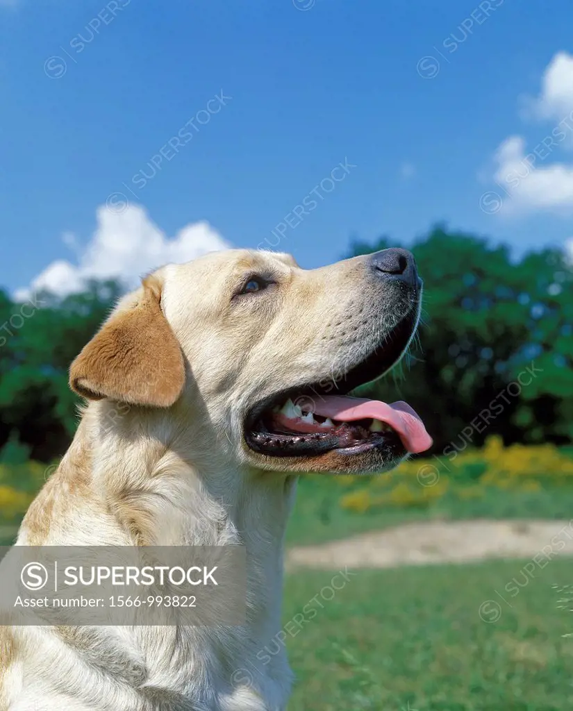 Yellow Labrador Retriever, Adult with Tongue out