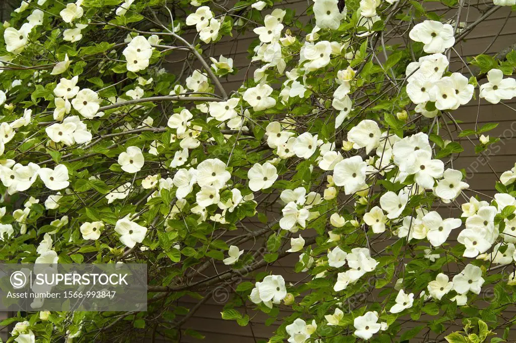 flowers of a dogwood tree, Vancouver, BC, Canada  The dogwood is the provincial flower of BC