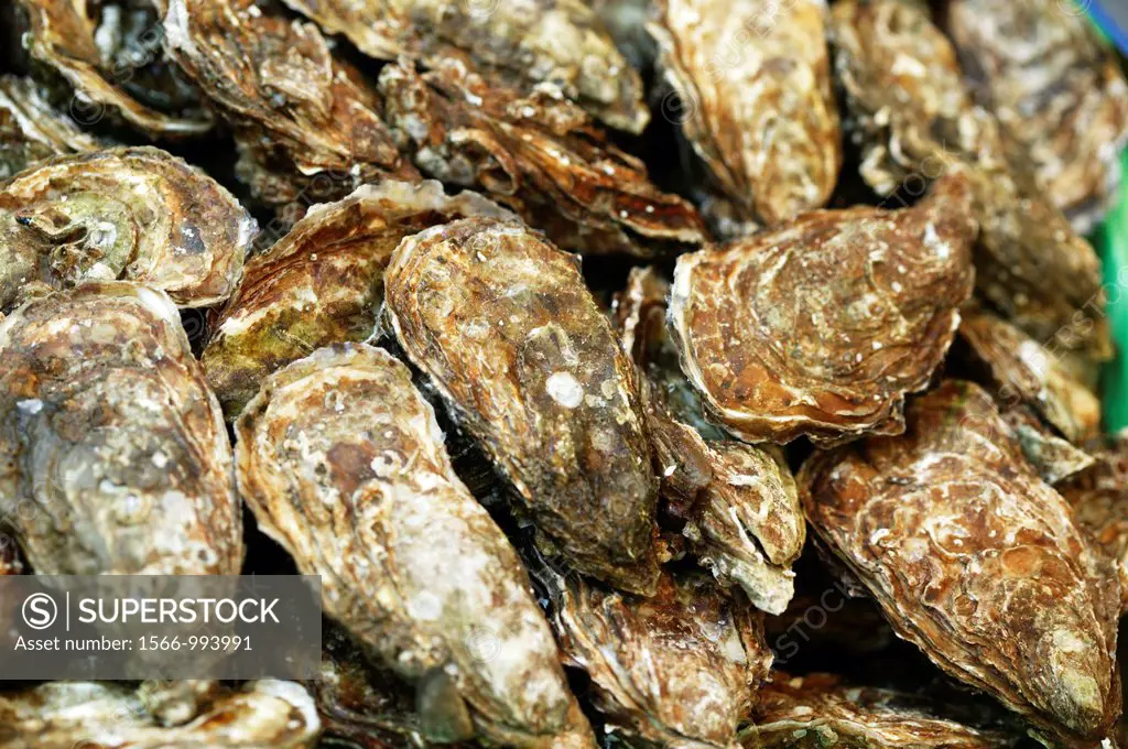 French Oyster called Fine de Claire, ostrea edulis