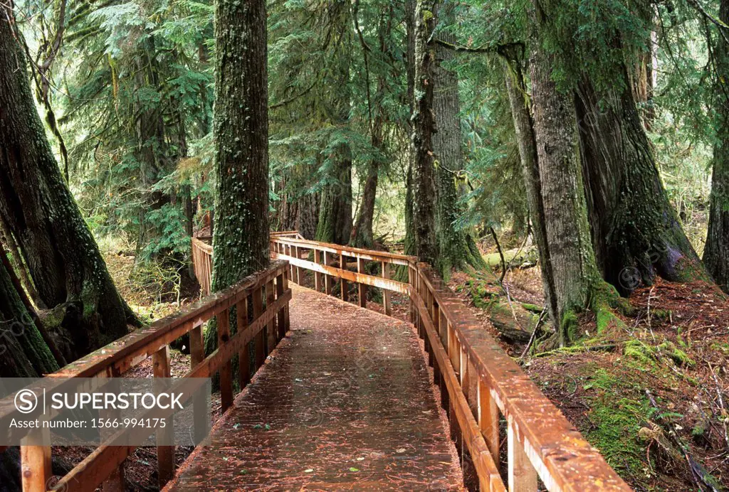 Grove of the Patriarchs boardwalk, Mt Rainier National Park, Washington