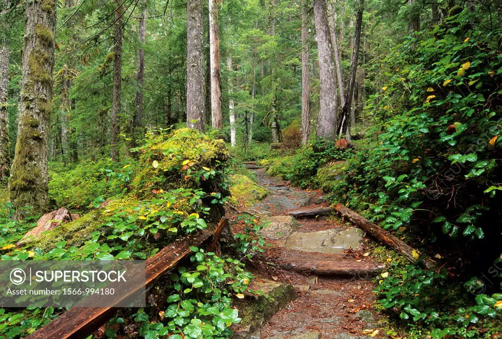 Silver Falls Loop Trail, Mt Rainier National Park, Washington