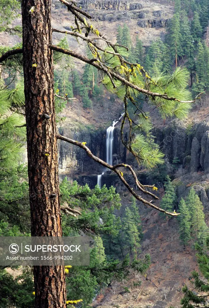 Waterfall on Klickitat River tributary, Klickitat County, Washington