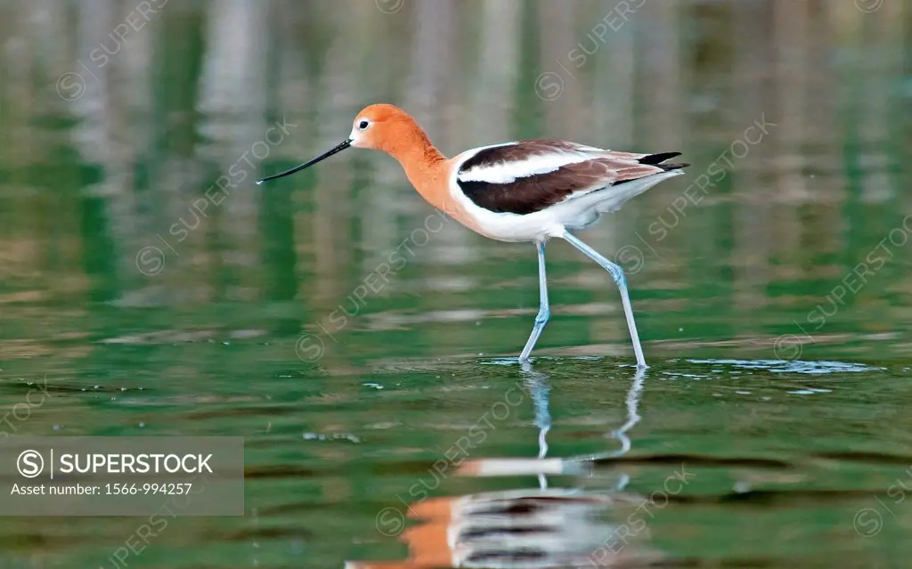Snake River, American Avocet shorebird at the confluence of Box Canyon and the Snake River near the city of Hagerman in southern Idaho