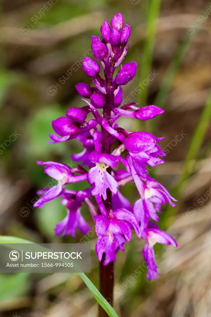 Orchis mascula, early purple orchid, Alps, France.