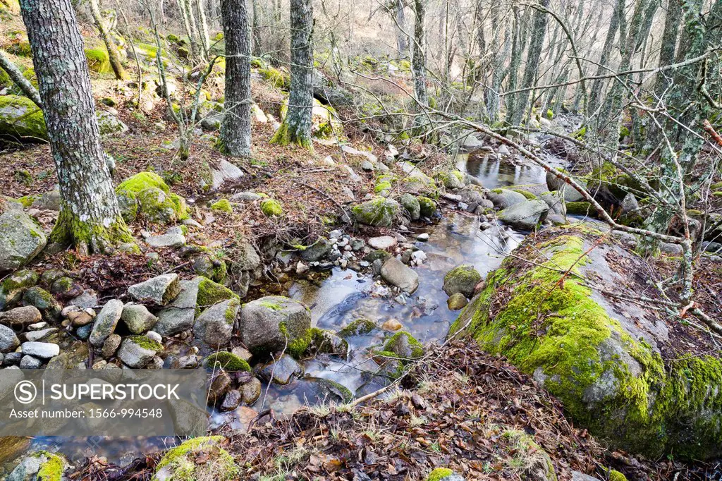 The Solana Toro stream in the Iruelas Valley  Sierra de Gredos  Ávila  Castilla León  Spain