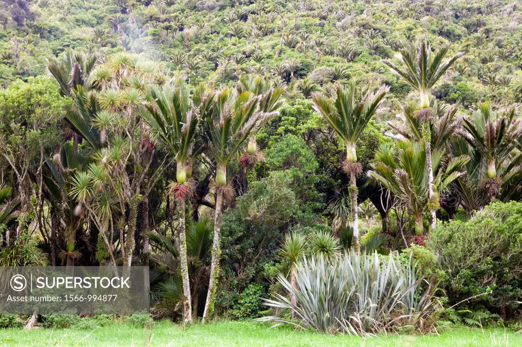 Pororari River Walk, Paparoa National Park, South Island, New Zealand