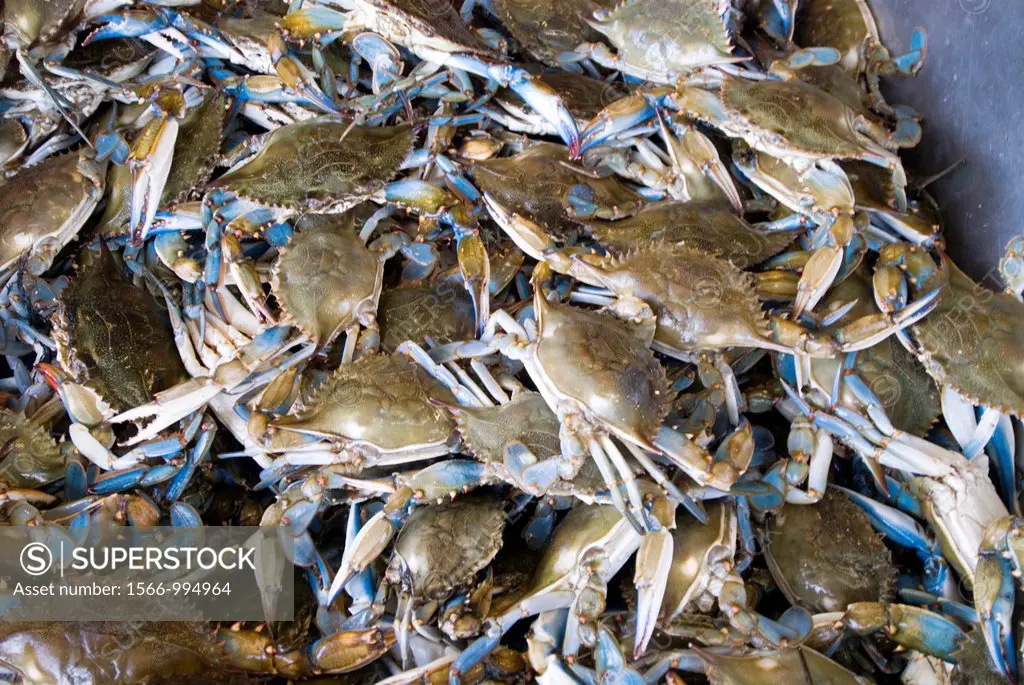 Washington DC, fresh fish and shellfish market on Maine Ave, selling Chesapeake Bay blue crab and various fish, all fresh and live off the boats.