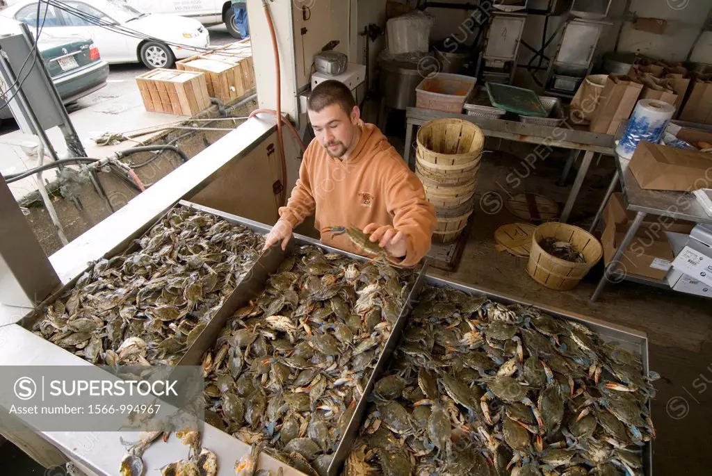 Washington DC, fresh fish and shellfish market on Maine Ave, selling Chesapeake Bay blue crab and various fish, all fresh and live off the boats.