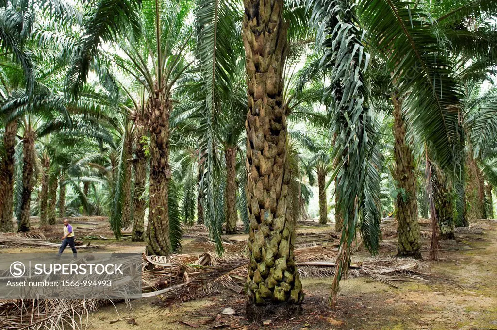 Large trees dwarf a man walking through a palm grove in Johor, Malaysia