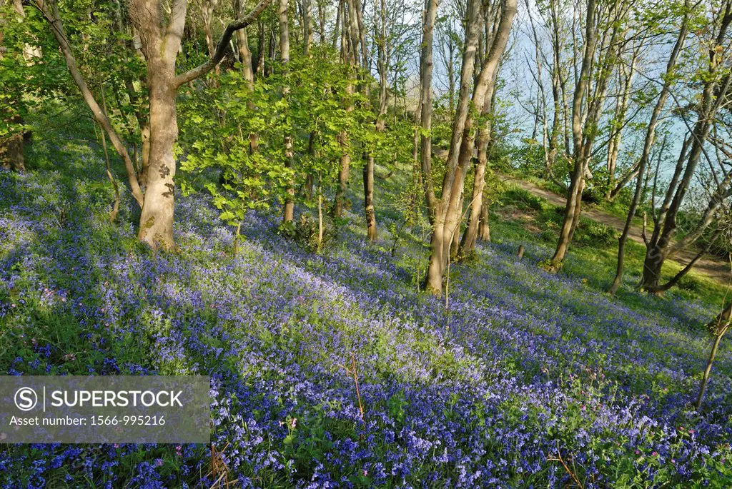 Bluebell wood, Fermain Bay, Island of Guernsey, Bailiwick of Guernsey, British Crown dependency, English Channel, Atlantic Ocean, Europe