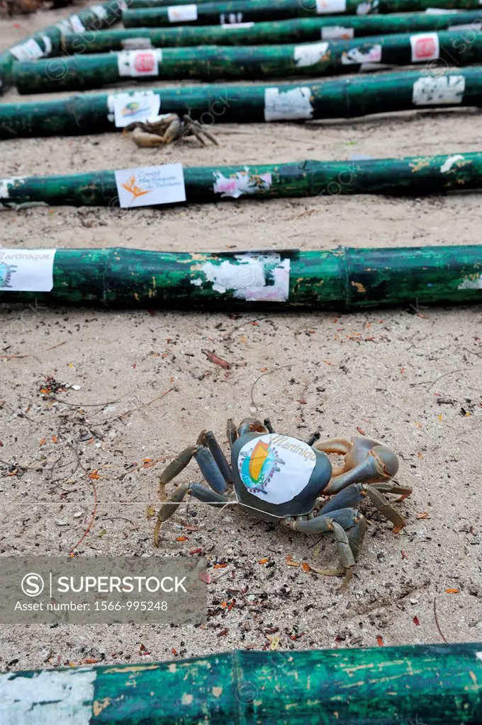 crabs race on the beach, Sainte-Anne Bay, Martinique, french island overseas region and department in the Lesser Antilles in the eastern Caribbean Sea...