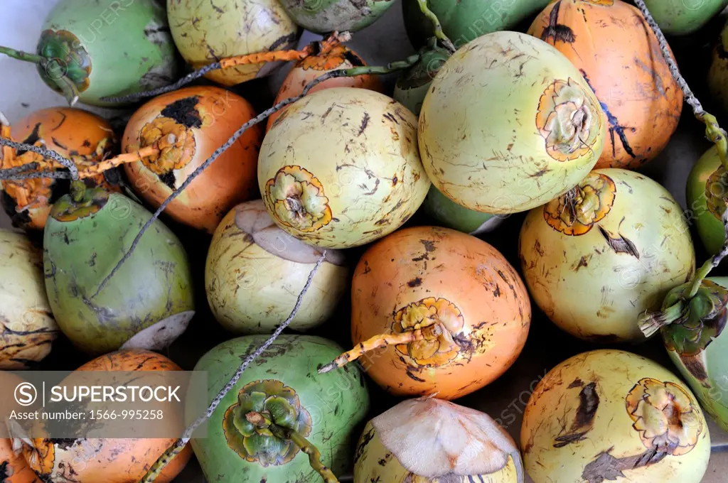 coconuts, Martinique, french island overseas region and department in the Lesser Antilles in the eastern Caribbean Sea, Atlantic Ocean