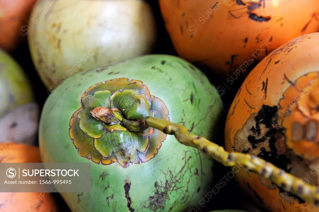 coconuts, Martinique, french island overseas region and department in the Lesser Antilles in the eastern Caribbean Sea, Atlantic Ocean