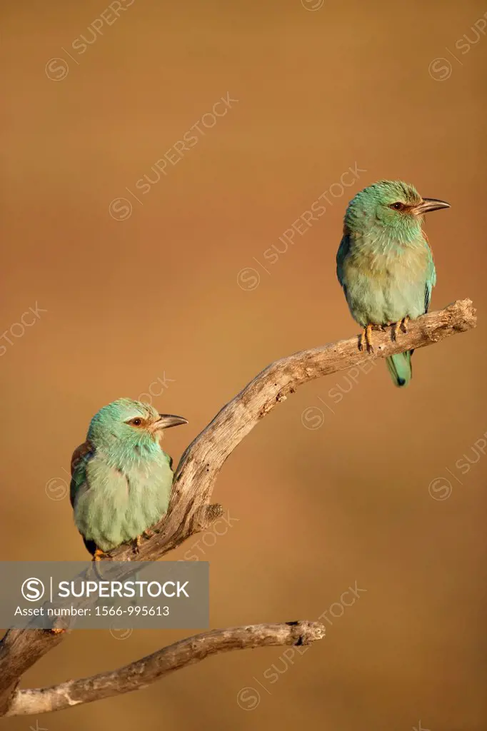 Couple of Roller Coracias garrulus