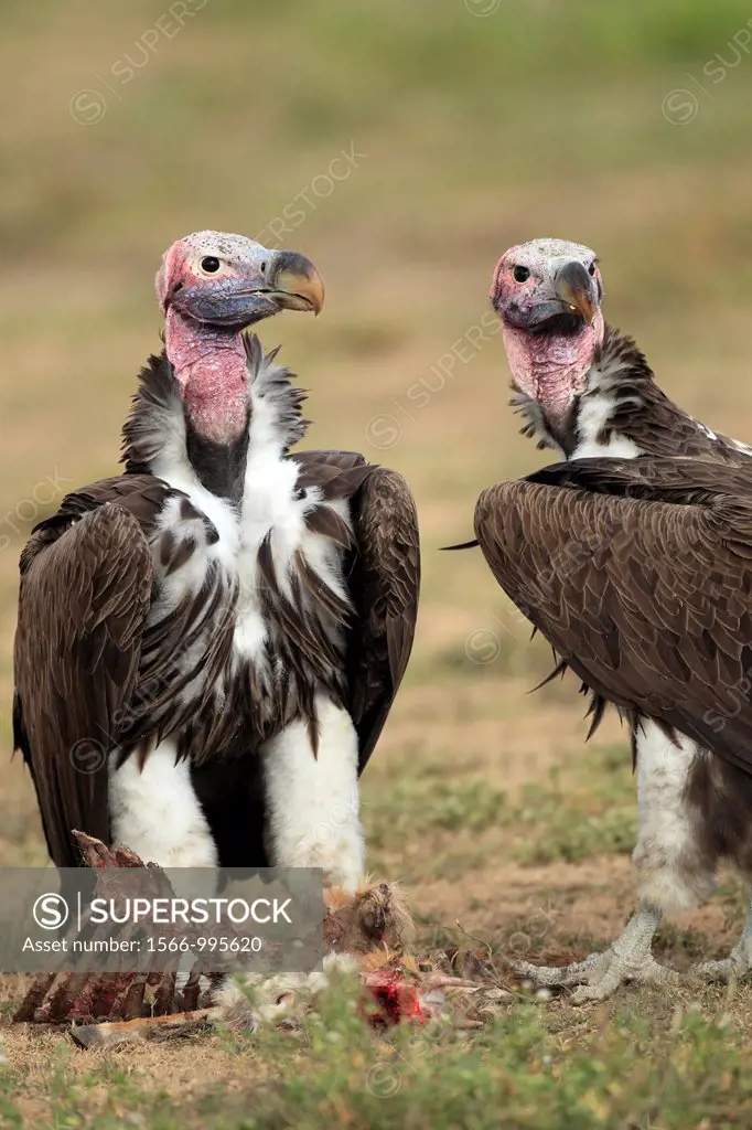 Pair of lappet-faced vultures Torgos tracheliotus