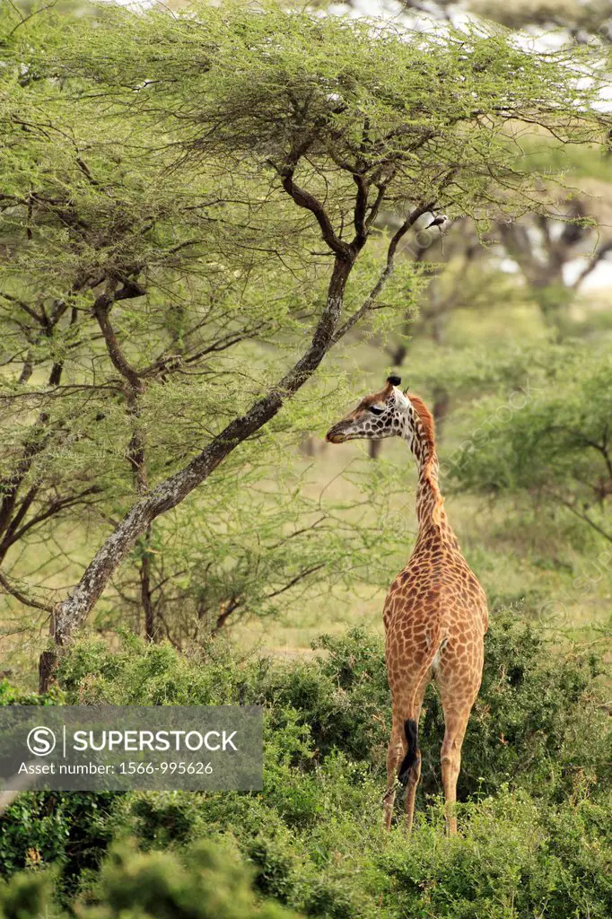 Giraffe. Giraffa camelopardalis.