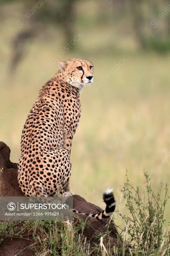 Cheetah. Acinonyx jubatus.