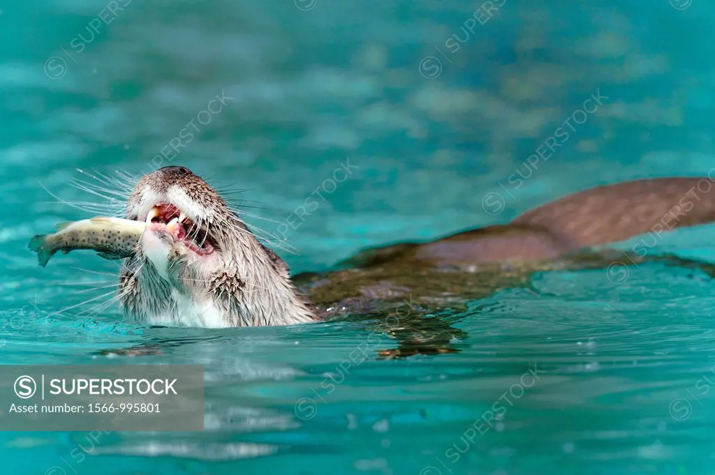 European river otter eating a fish Lutra lutra Captive, Alsace, France