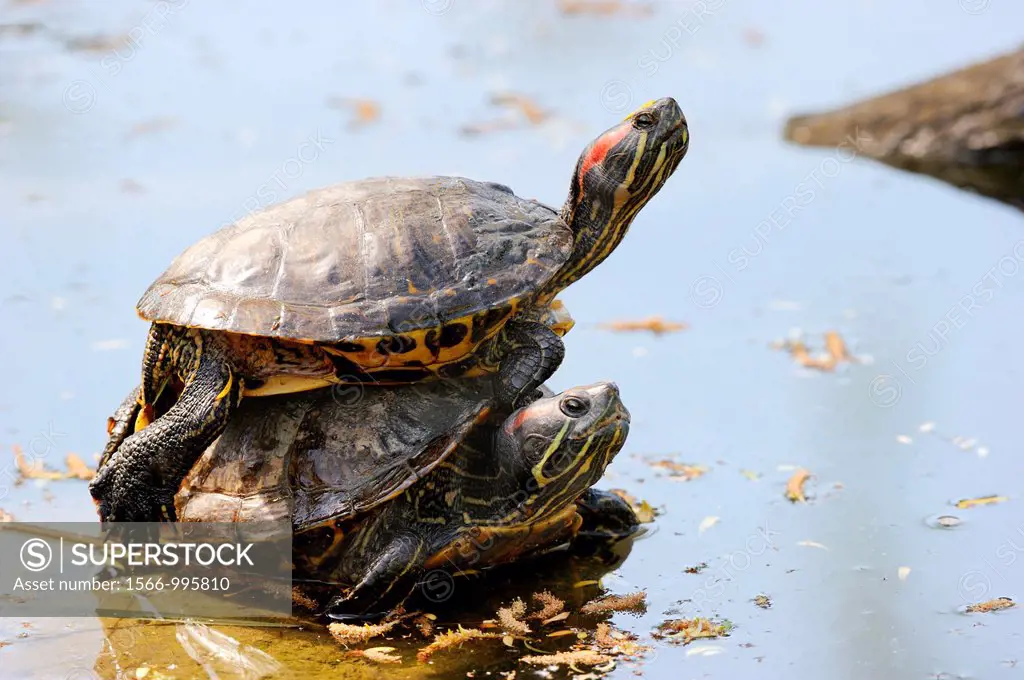 Two Red-eared slider / turtle, one on the other one Trachemys scripta elegans Captive, Alsace, France