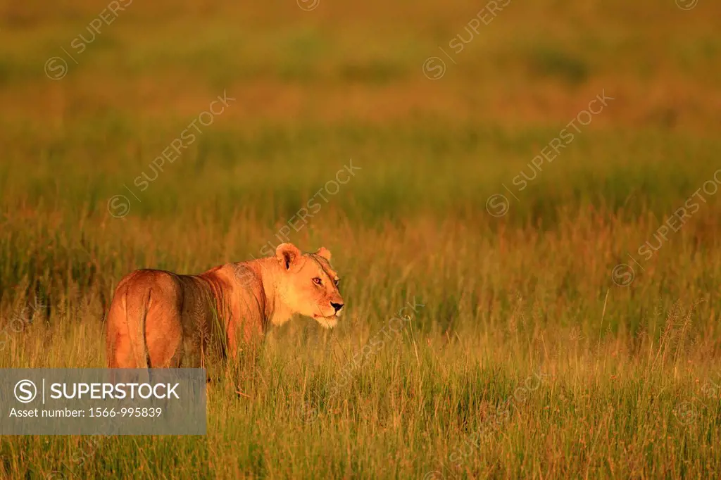 Big female lion. Panthera leo.