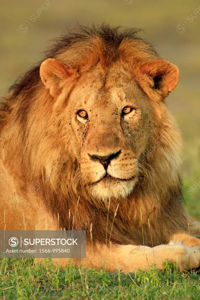 Big lion. Panthera leo.