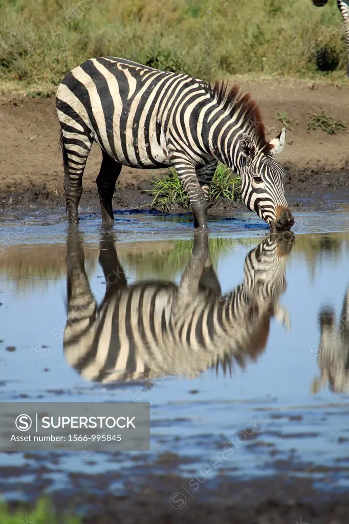 Grévy´s zebra drinking in the water. Equus zebra.
