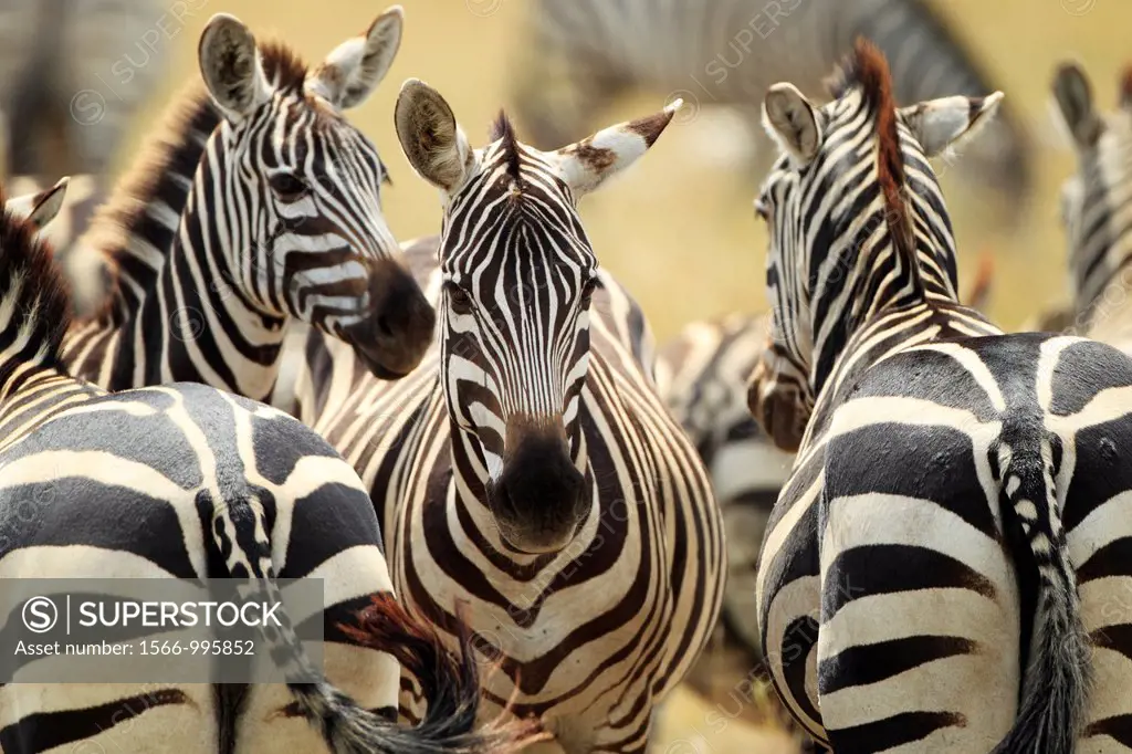 Great migration in Serengeti. The Grévy´s zebra goes at the head of the migration. Equus zebra.